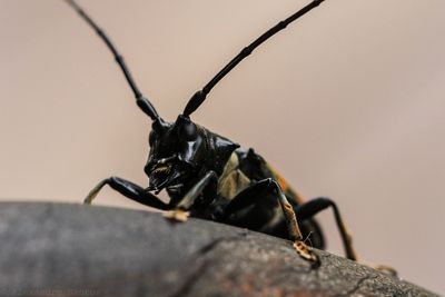 Close-up of insect