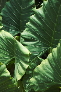 Close-up of fresh green leaves