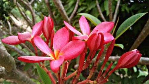 Close-up of pink flowers blooming outdoors