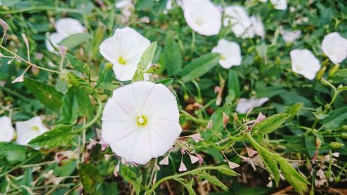 Close-up of white flowers blooming outdoors