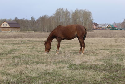 Horse in a field