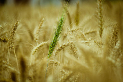 Close-up of wheat field