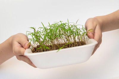 Midsection of person holding plant against white background