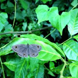 Close-up of insect on leaf