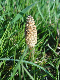 Close-up of mushroom growing on field