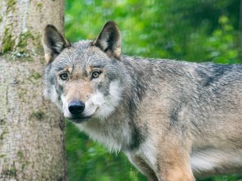 Close-up of wolf standing at forest