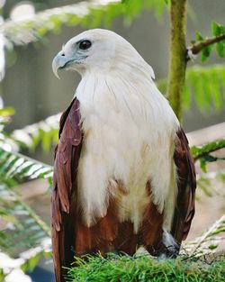 Brahminy kite