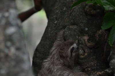 Close-up of monkey on tree trunk