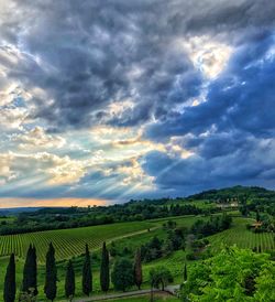 Scenic view of agricultural field against sky