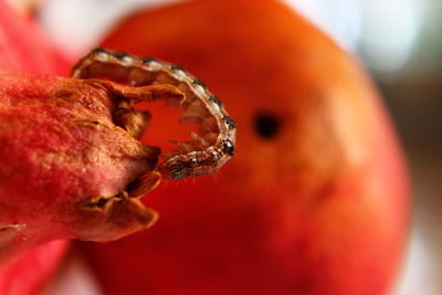 Extreme close up of red flower