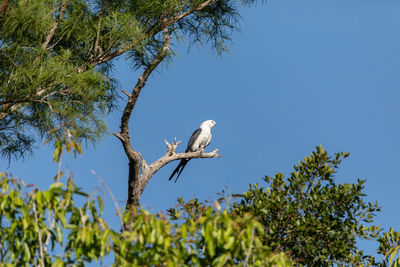 Low angle view of bird perching on tree against sky