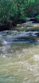 Scenic view of river flowing in forest