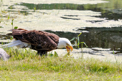 Side view of a bird on field