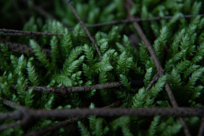 Close-up of pine cones on branch