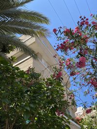 Low angle view of flowering tree by building against sky