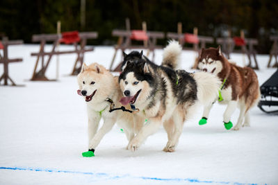 Running husky dog on sled dog racing. winter dog sport sled team competition. siberian husky dogs