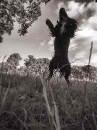 Low angle view of horse on field against sky