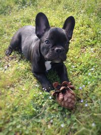 Puppy on grass