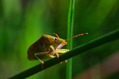 Close-up of insect on plant