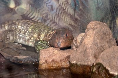 Close-up of lizard on rocks near pond