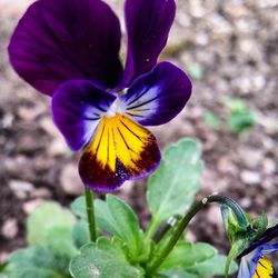 Close-up of purple flower