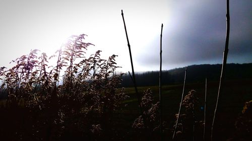 Plants growing on field at sunset