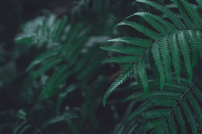 High angle view of fern leaves