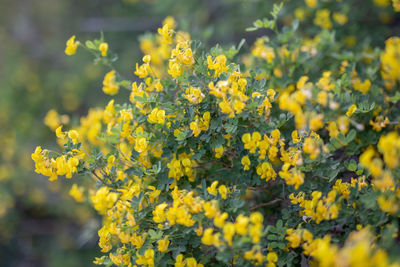 Close-up of yellow flowering plants