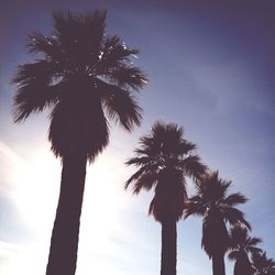 Low angle view of palm trees