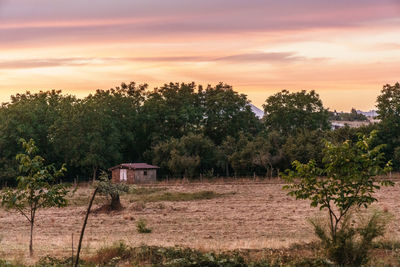 Plants growing on land against sky during sunset