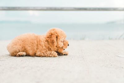 Brown puppy fluffy poodle on the beach