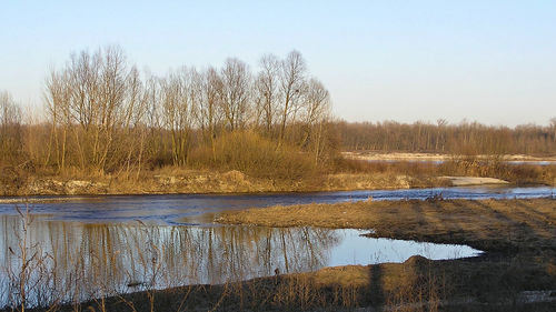 Reflection of bare trees in water