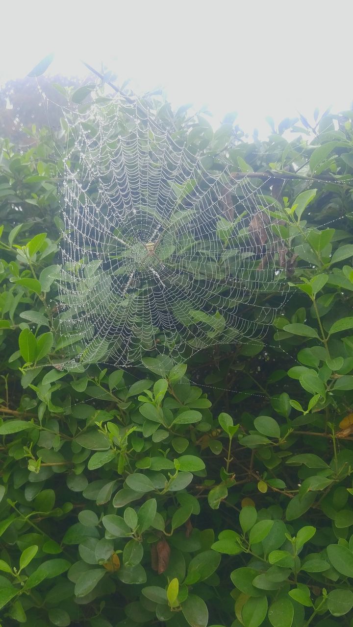 LOW ANGLE VIEW OF SPIDER WEB ON PLANTS