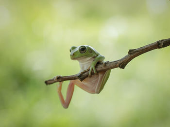 Close-up of frog on leaf