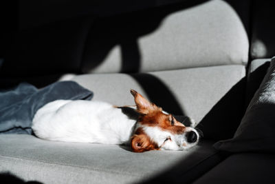 Cute jack russell dog sleeping on sofa at home during sunny day. relax indoors