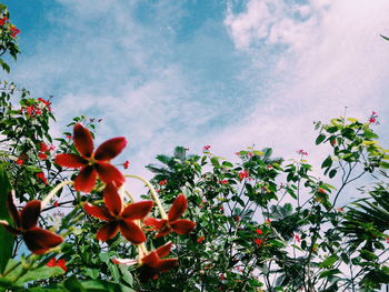 Low angle view of tree against sky