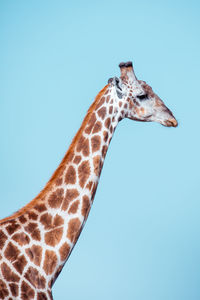 Side view of giraffe against clear blue sky