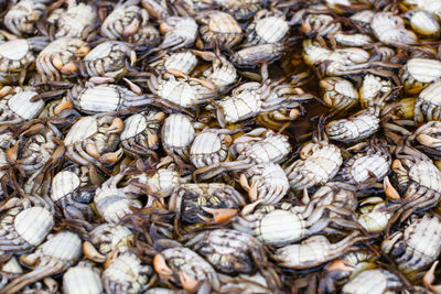 Full frame shot of fish for sale at market