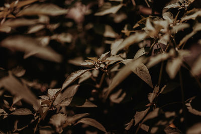 Close-up of dried leaves on field