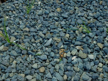 Full frame shot of pebbles