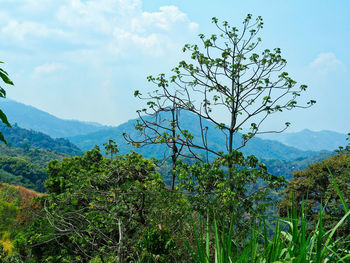 View of tree against sky