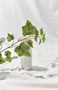 Close-up of fresh green leaves on table