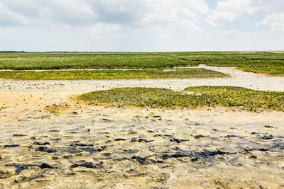 Scenic view of beach against sky