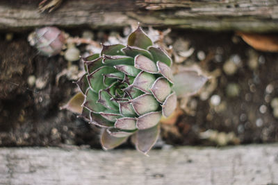 Close-up of succulent plant