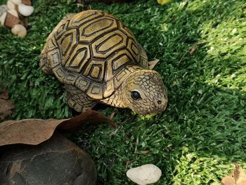 High angle view of a turtle on field