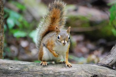 Close-up of squirrel on tree