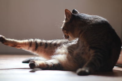 Close-up of a cat lying on floor