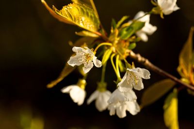 Close-up of white flowers