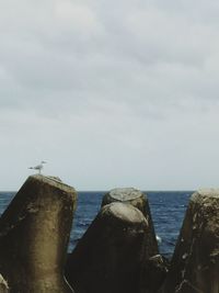 Bird perching on a sea against sky