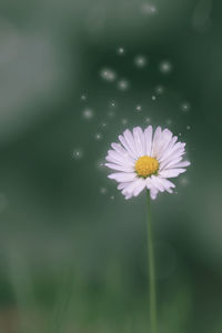 Close-up of white daisy
